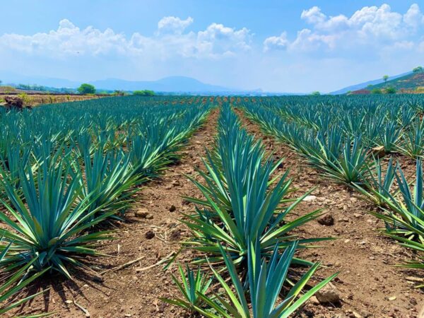 Agave Field