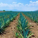 Agave Field