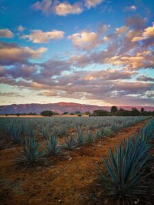 organic tequila