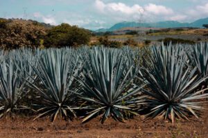 organic tequila