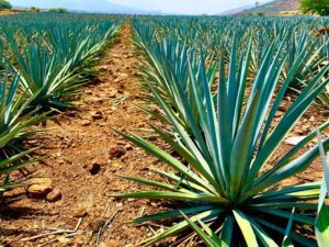 high quality organic tequilas