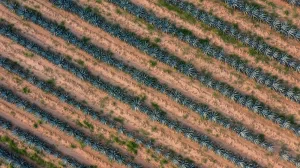 terroir of organic tequila