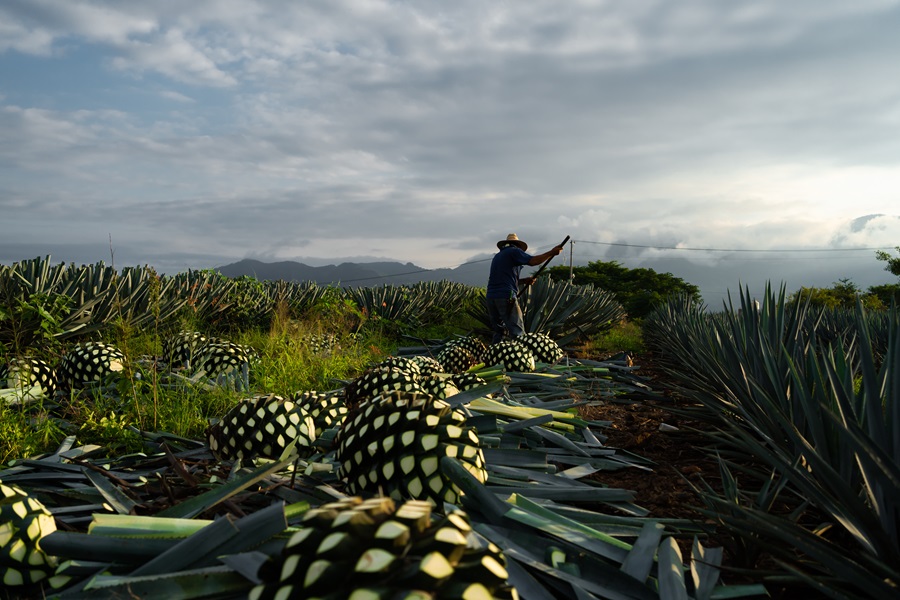 how is tequila made