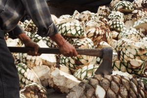 tequila is made from agave