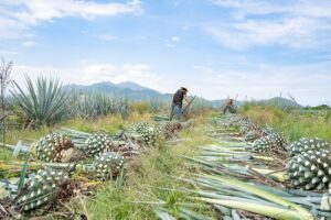 how tequila is made from agave