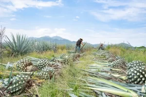 how tequila is made from agave