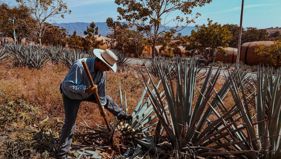how tequila is made from agave