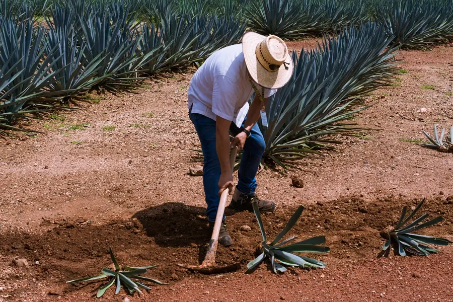 where did tequila originate
