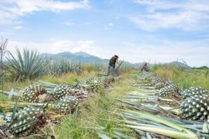 where did tequila originate