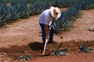 pure agave tequila