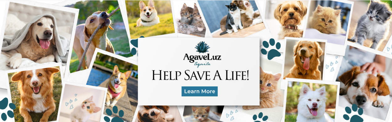 AgaveLuz donates to the Humane Society