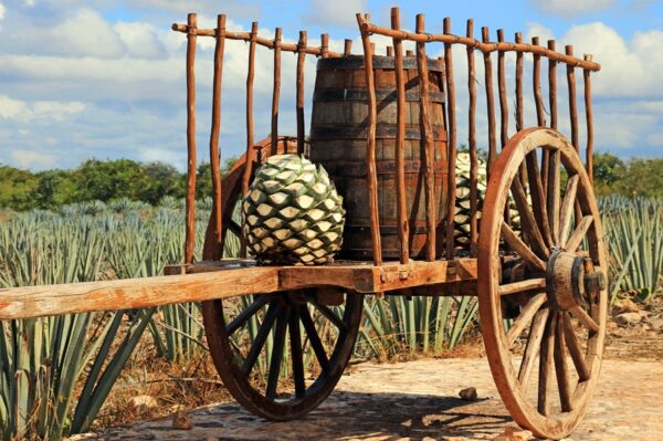 Unlock What Are Agave Piñas With Exquisite AgaveLuz