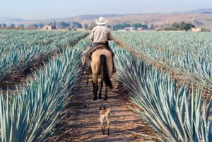 Pure tequila brands