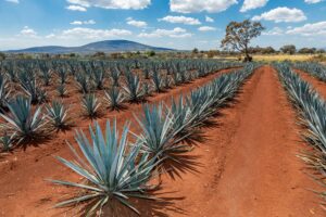 Organic 100% agave tequila