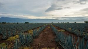 Pure organic tequila