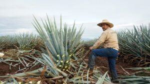 Eco-conscious tequila