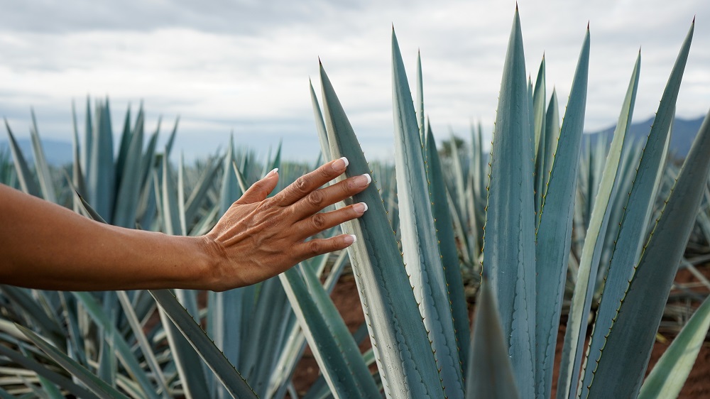 eco-conscious tequila