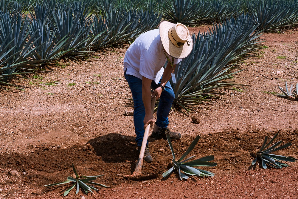 ethical tequila brands