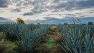 eco-friendly tequila