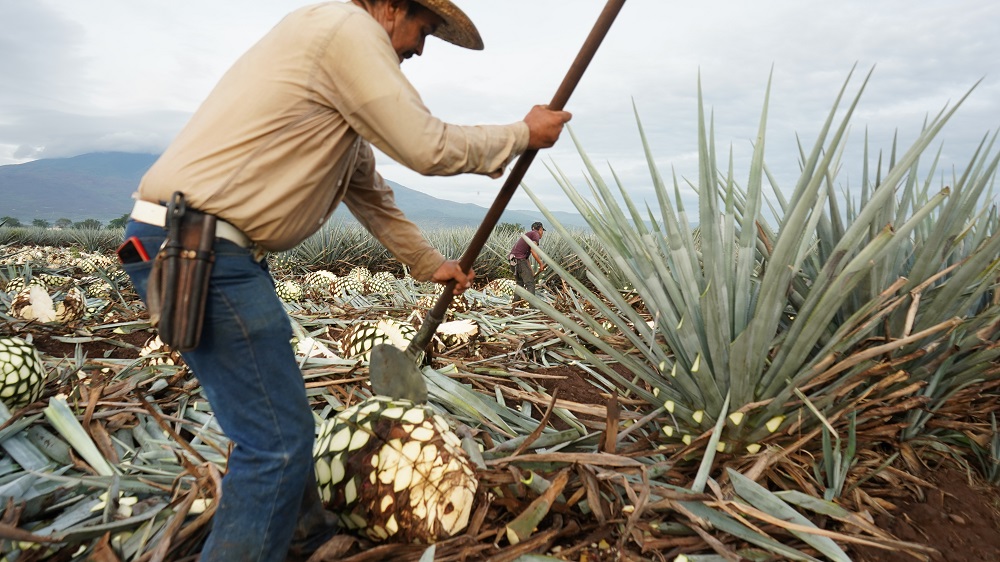 Sustainable tequila production