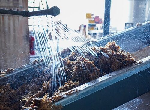 tequila production process