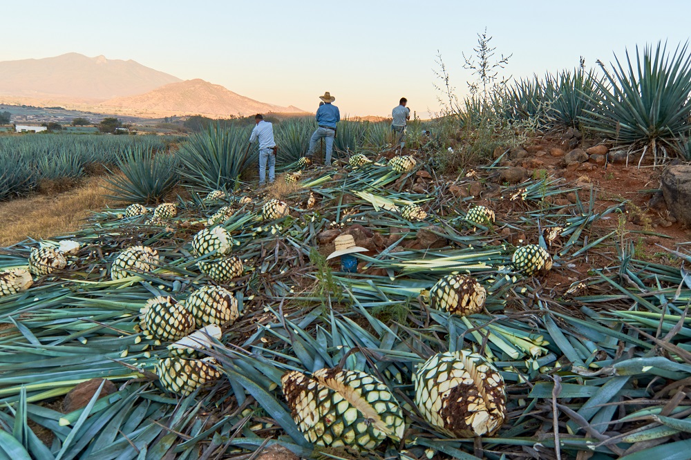 organic tequila