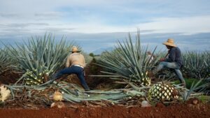 Traditional Tequila Craftsmanship