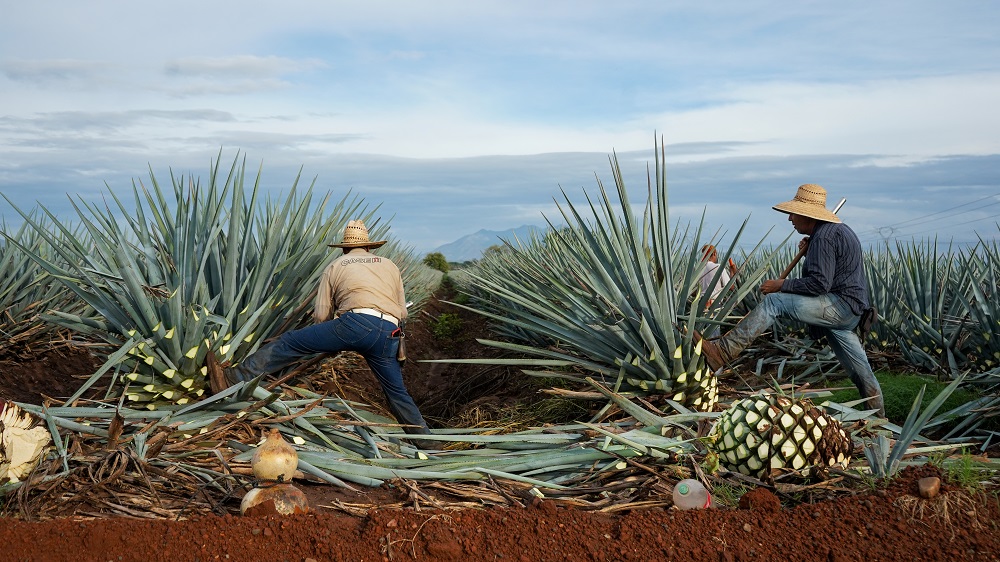 Traditional Tequila Craftsmanship