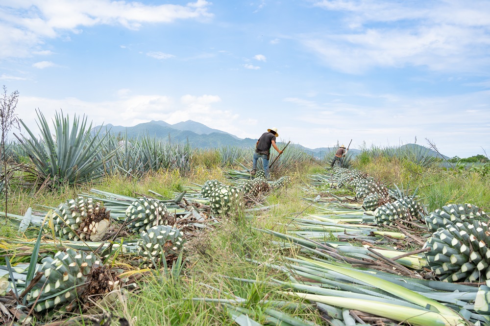 Eco Friendly Tequila Production