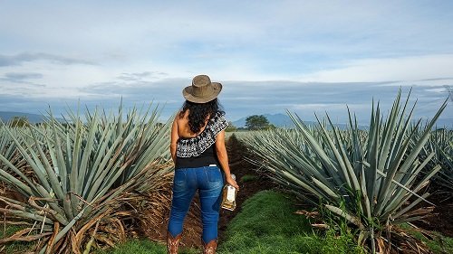 AgaveLuz Sustainable Tequila