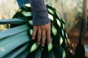 organic agave