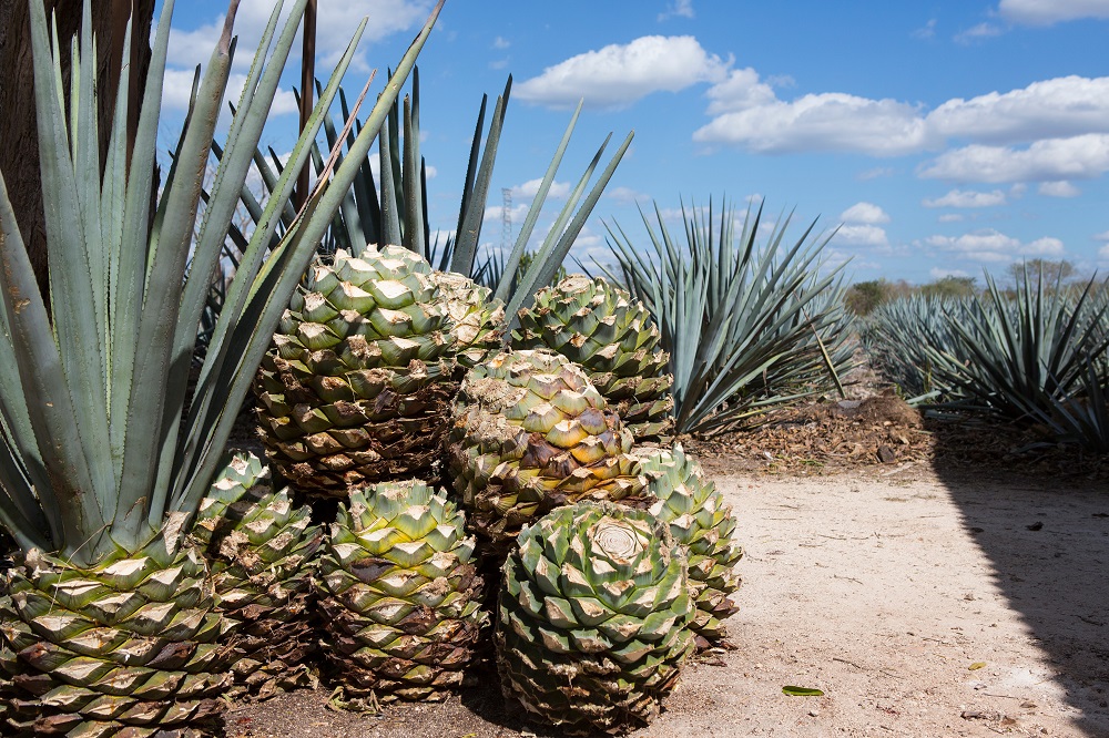 Sustainable Luxury Tequila