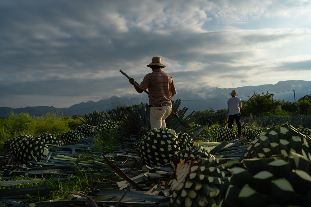 AgaveLuz Organic Tequila Story