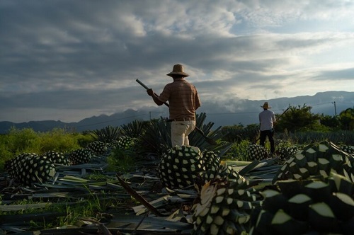 AgaveLuz Organic Tequila Story