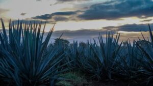 Sustainable tequila