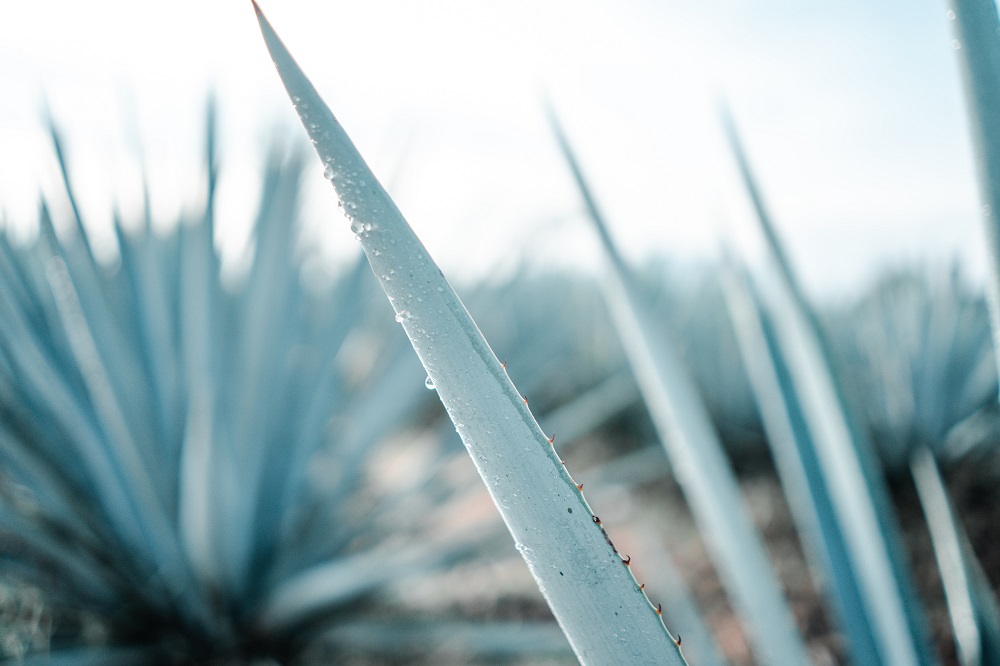 Organic Agave and Spring Water