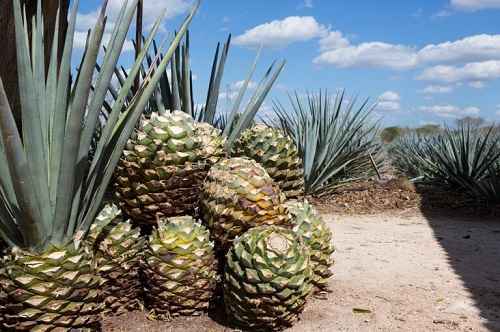 sustainable luxury tequila