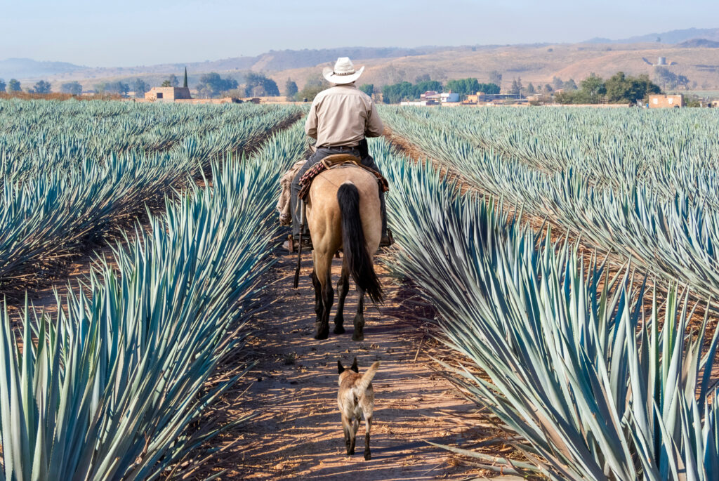 100% organic agave tequila