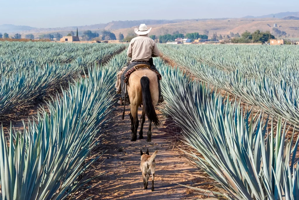 100% organic agave tequila