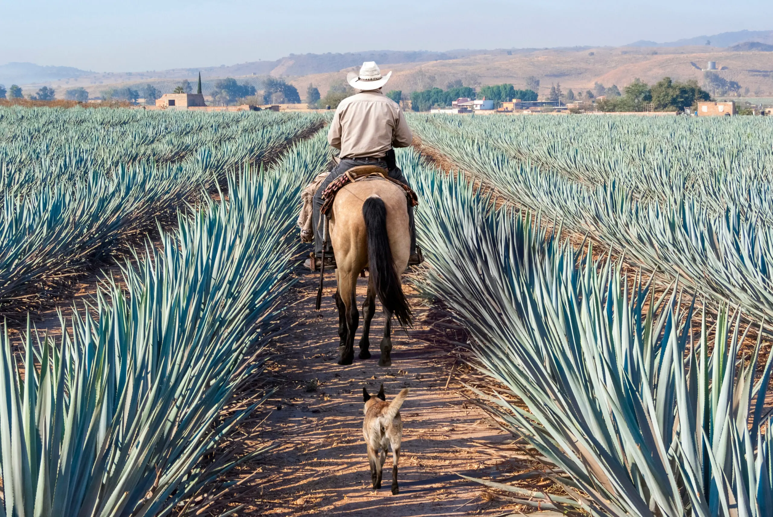 100% organic agave tequila