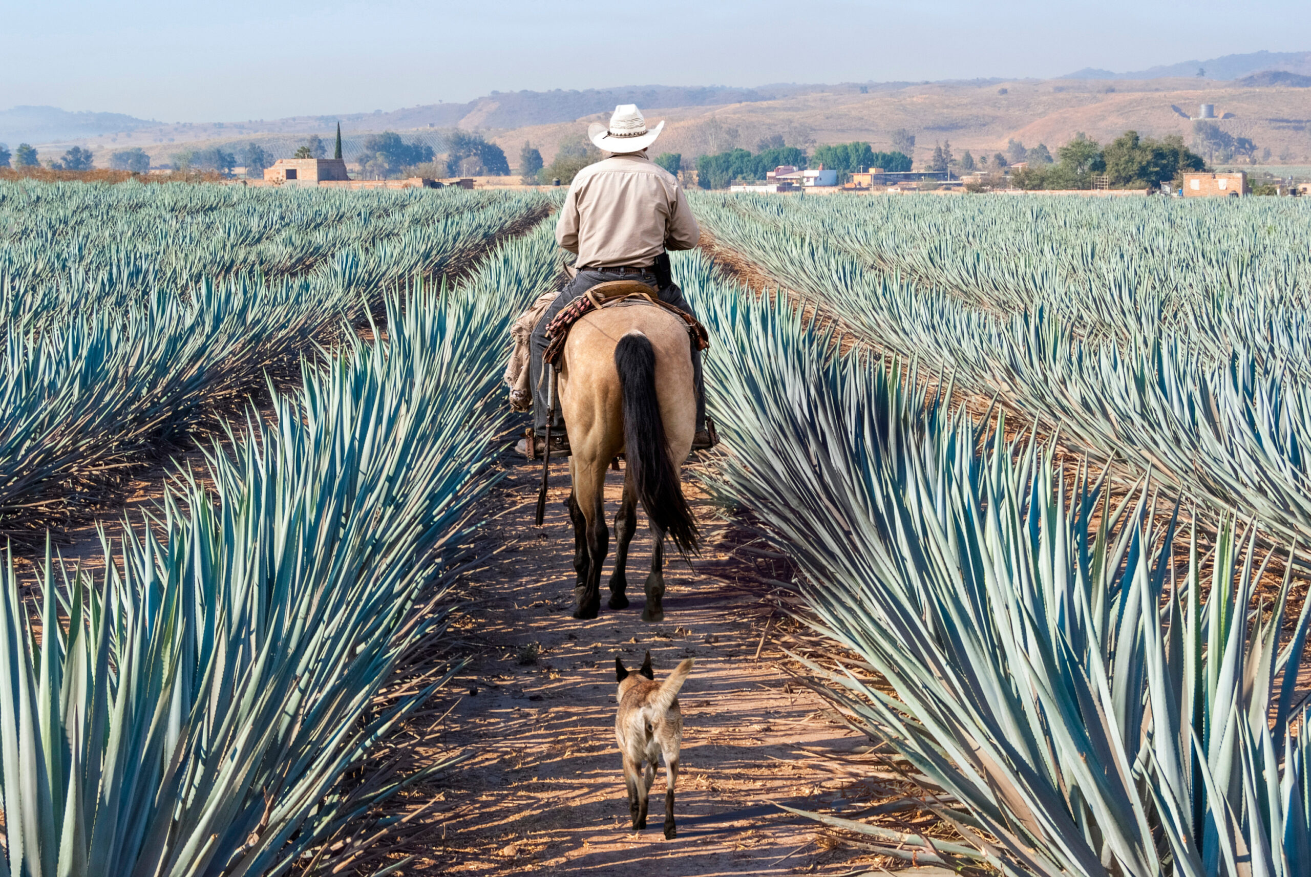 100% organic agave tequila