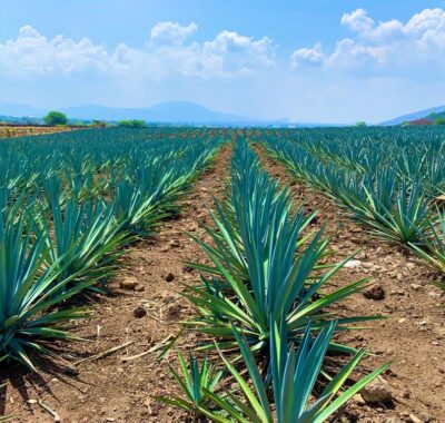 3 Reasons to choose tequila - 3